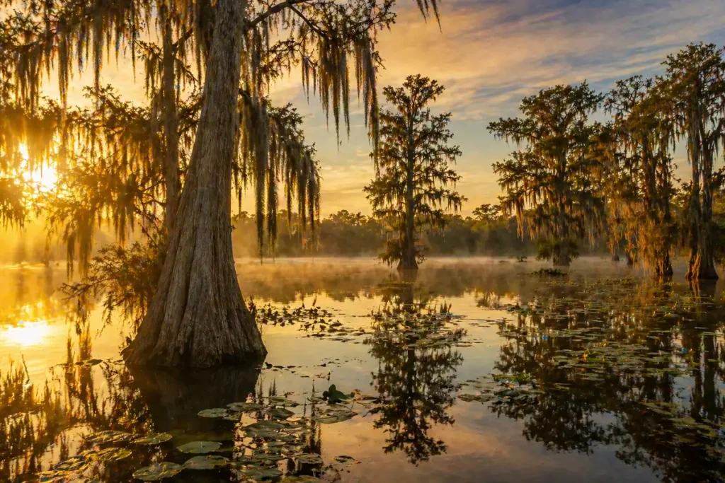 caddo lake cypress wetlands east texas