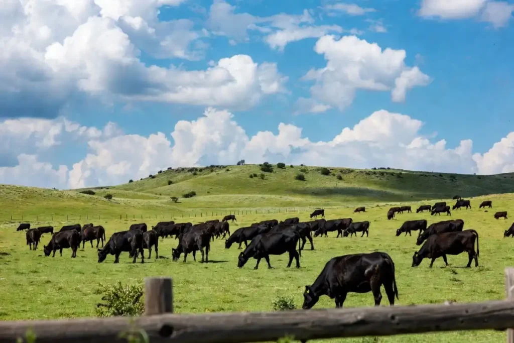 Herd of black Angus beef cattle grazing on a green pasture in the southern Plains after spring rains