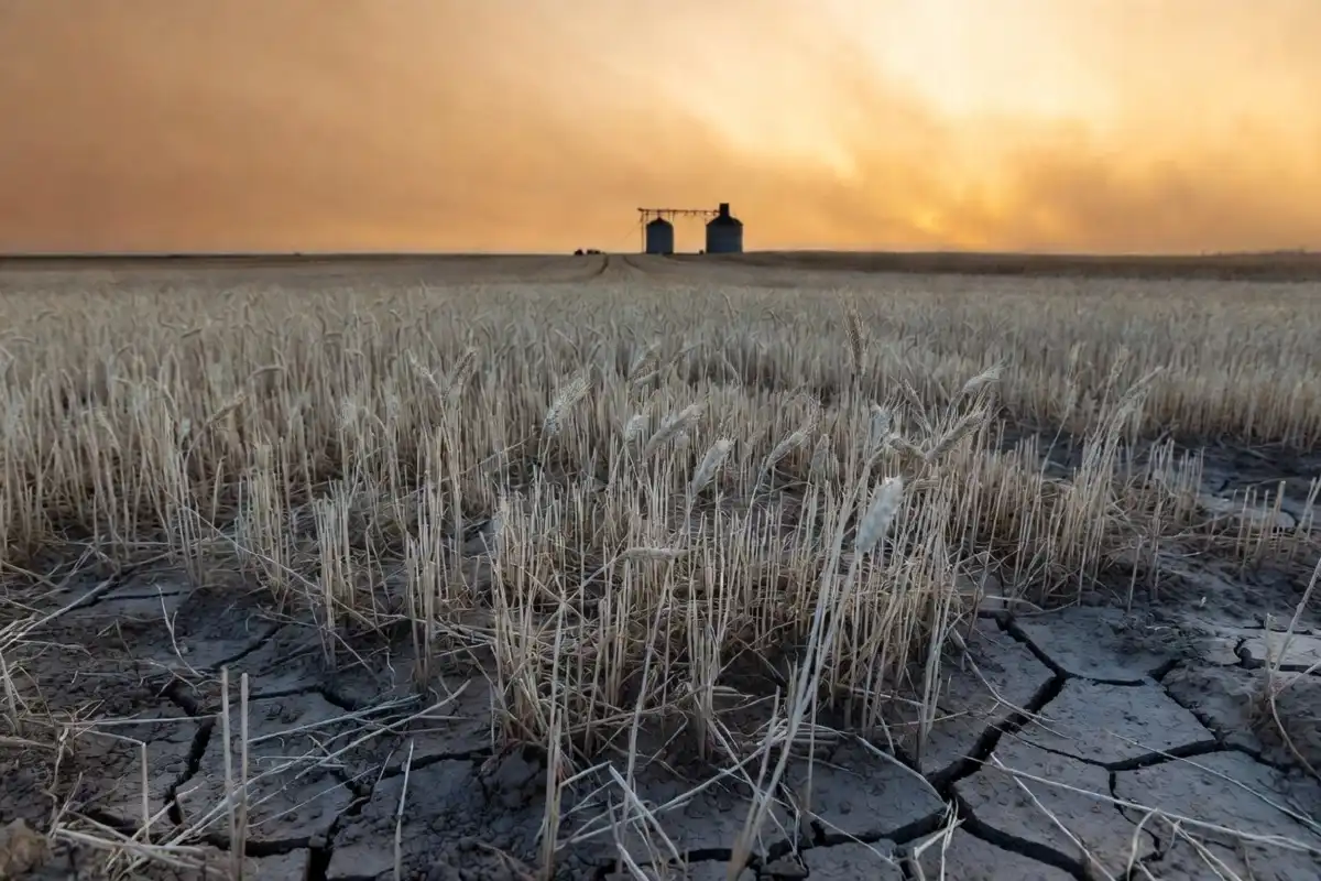 Smallest US wheat crop since 1972 shown in a dry cracked Kansas wheat field