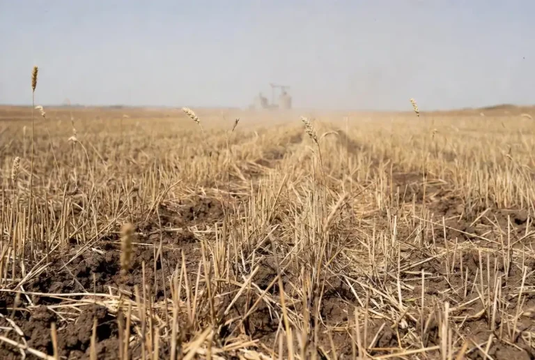 Smallest US wheat crop since 1972 shown in a dry cracked Kansas wheat field