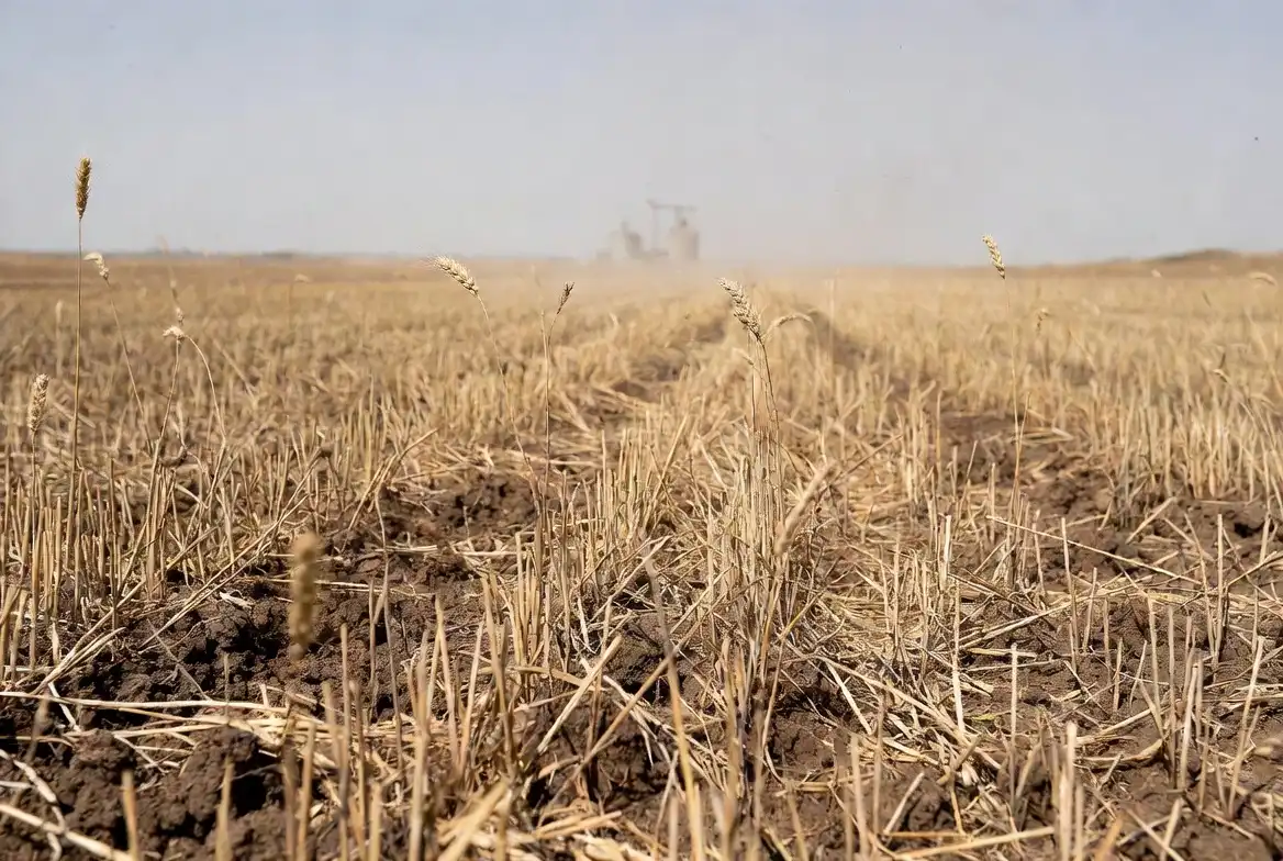 Smallest US wheat crop since 1972 shown in a dry cracked Kansas wheat field