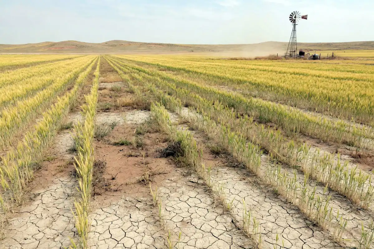 Thin and yellowing winter wheat field showing drought stress in the 2026 Southern Plains crop season