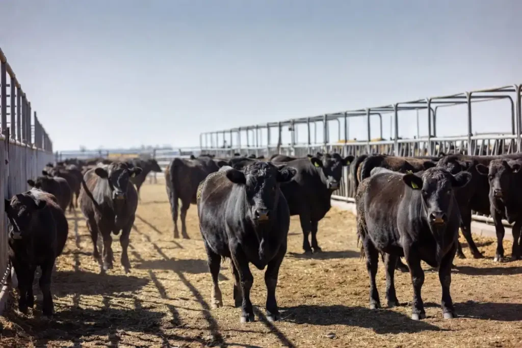 Beef cattle at a U.S. feedlot as China reopens access for over 400 beef facilities