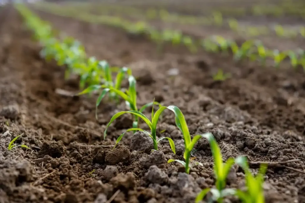Rows of small green corn seedlings emerging from dark soil in an Iowa field