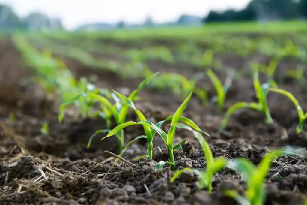 Rows of young corn seedlings emerging in an Illinois farm field in May 2026