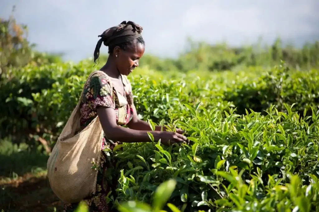A Kenyan woman picking green tea leaves on a small farm in Bomet County Kenya with dense green tea bushes in the foreground