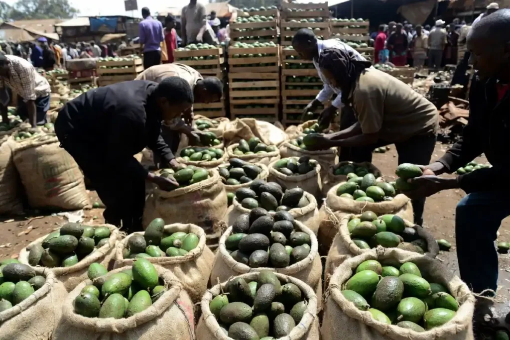 Workers loading freshly harvested Hass avocados into burlap sacks at an outdoor trading center in Kenya for export