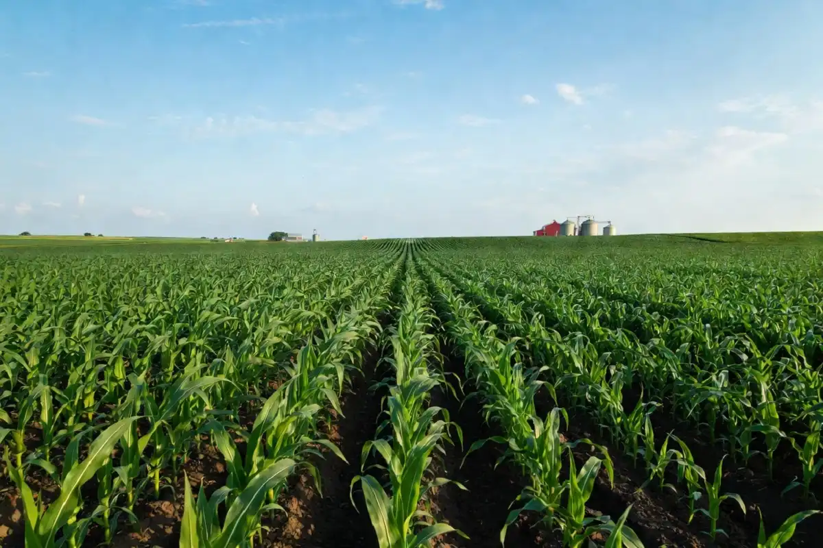 Healthy young corn field in early June 2026 showing strong crop condition